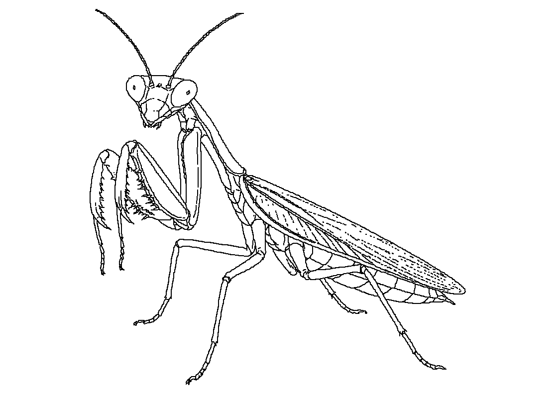 Bogomoljka
