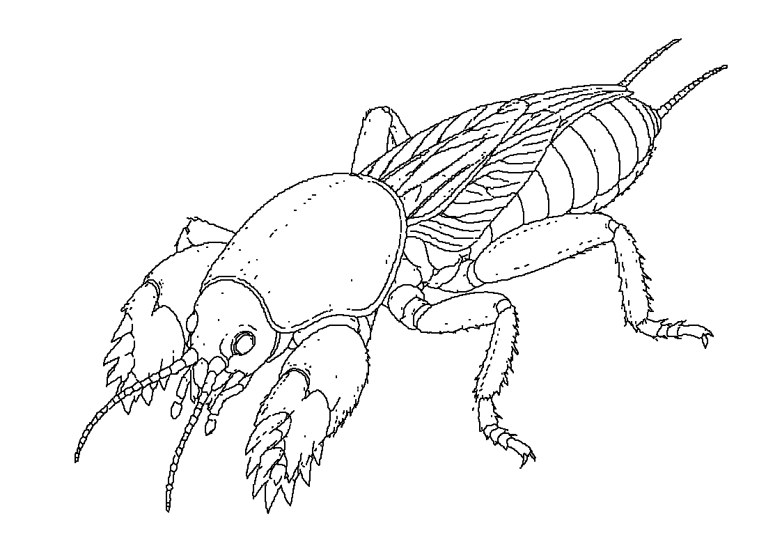 Bramor
