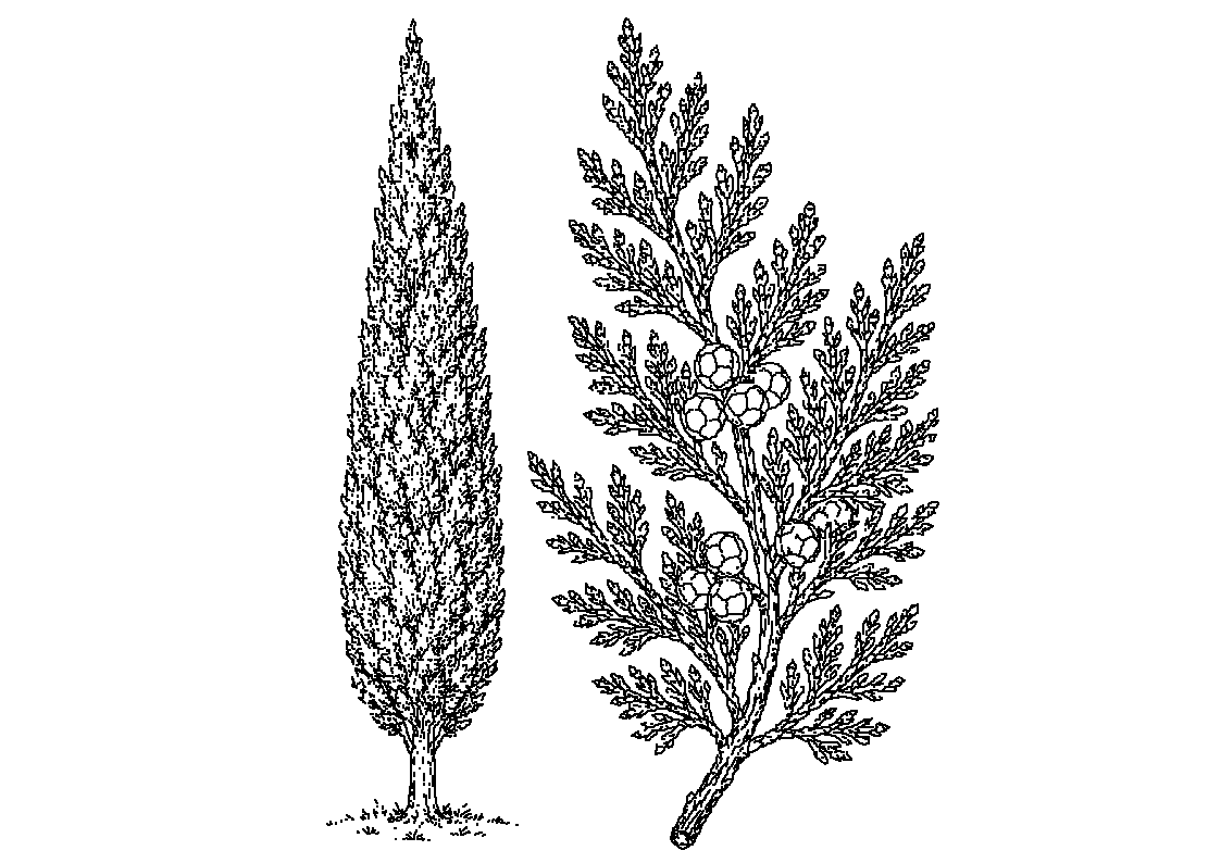 Cipresa