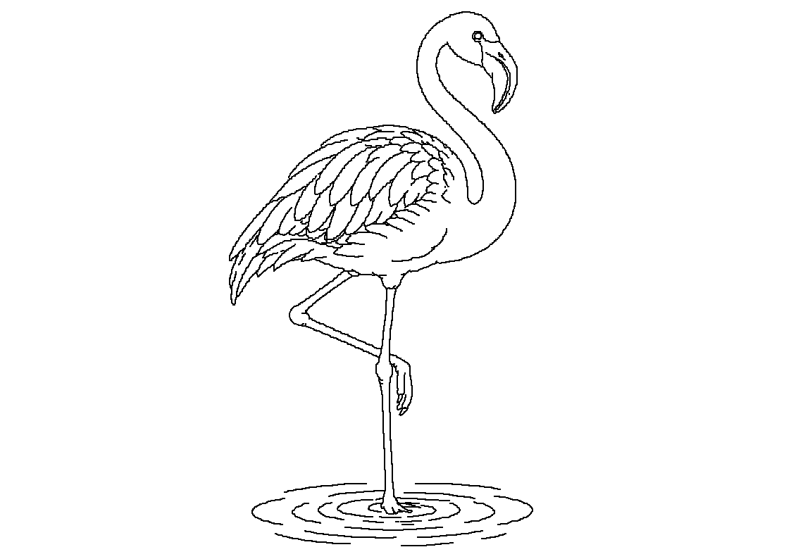 Flamingo