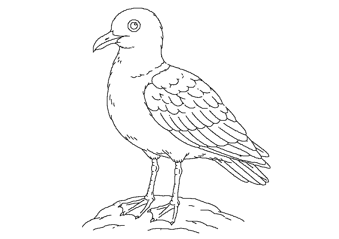 Galeb