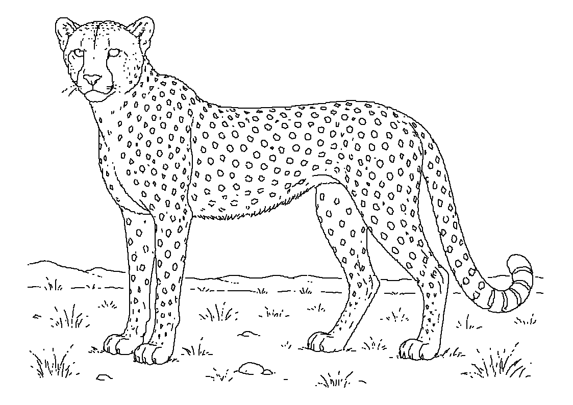 Gepard