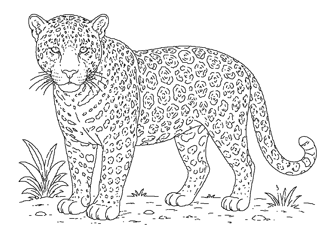 Jaguar