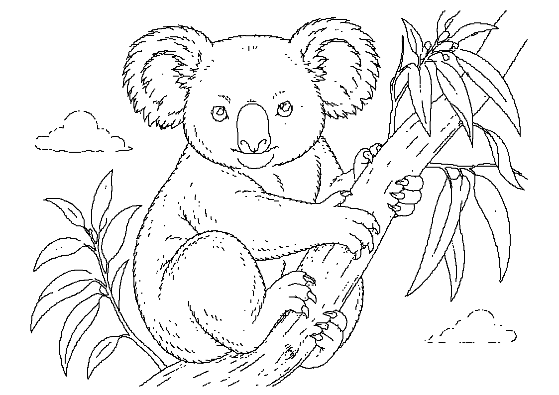 Koala