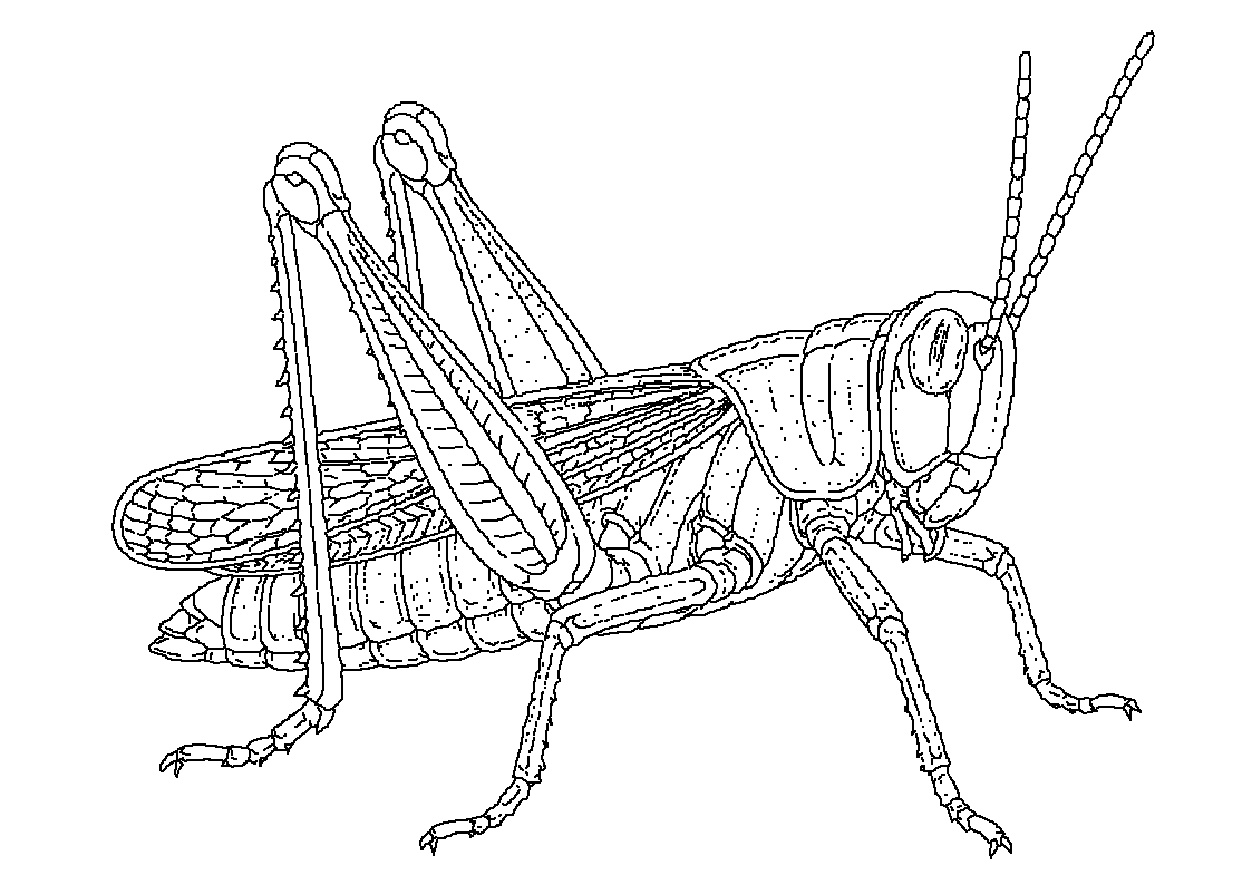 Kobilica