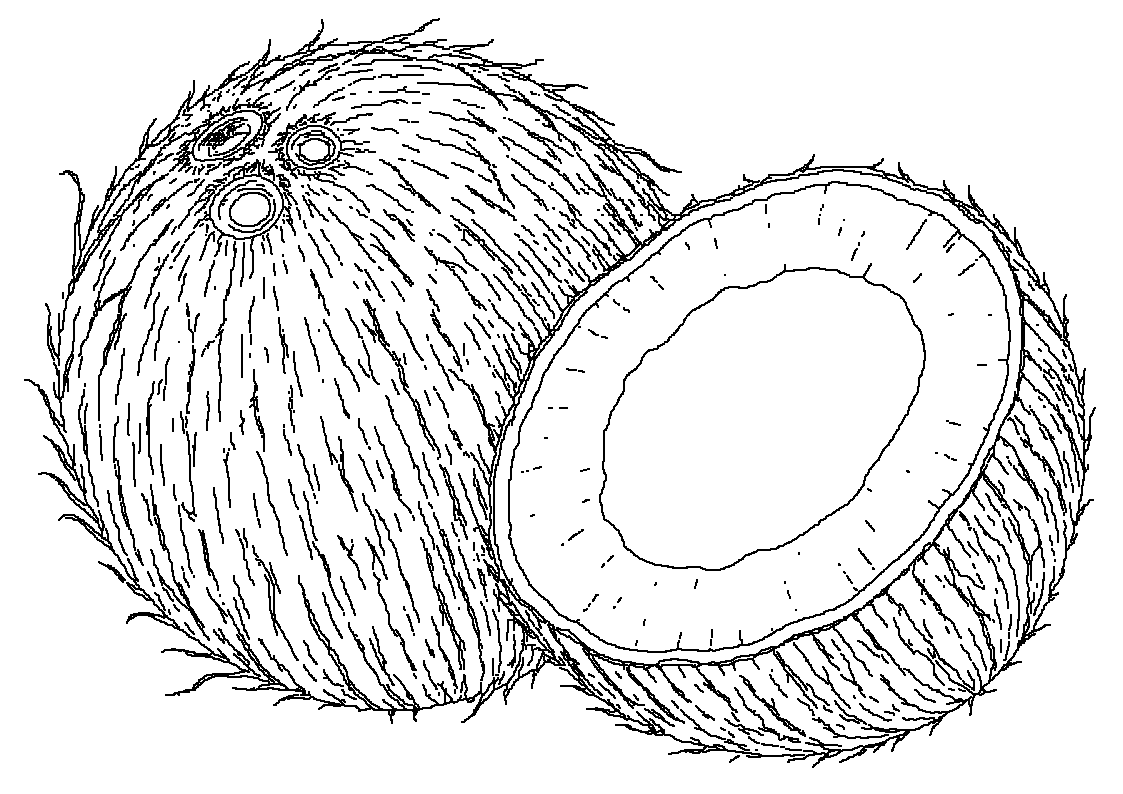 Kokos