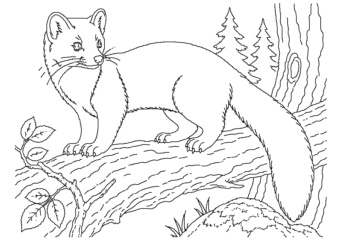 Kuna