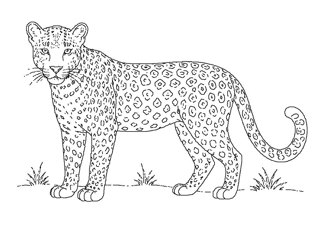Leopard