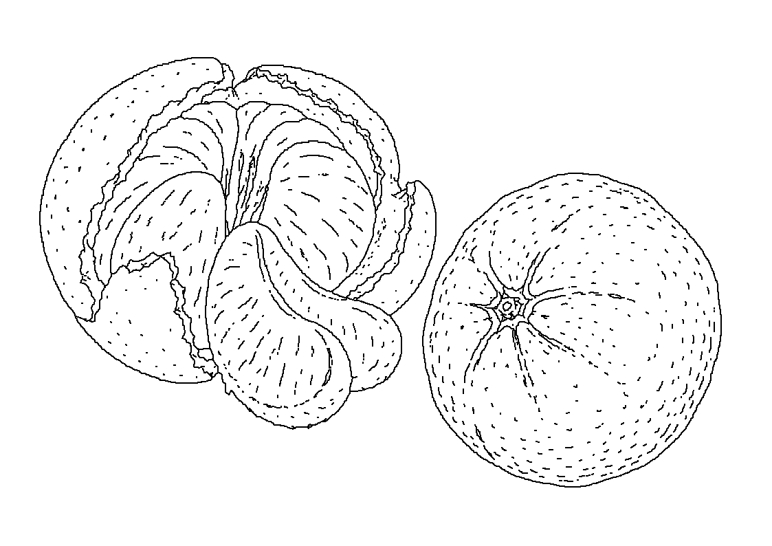 Mandarina