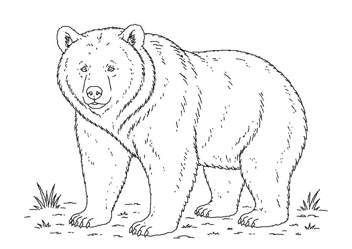 Medved