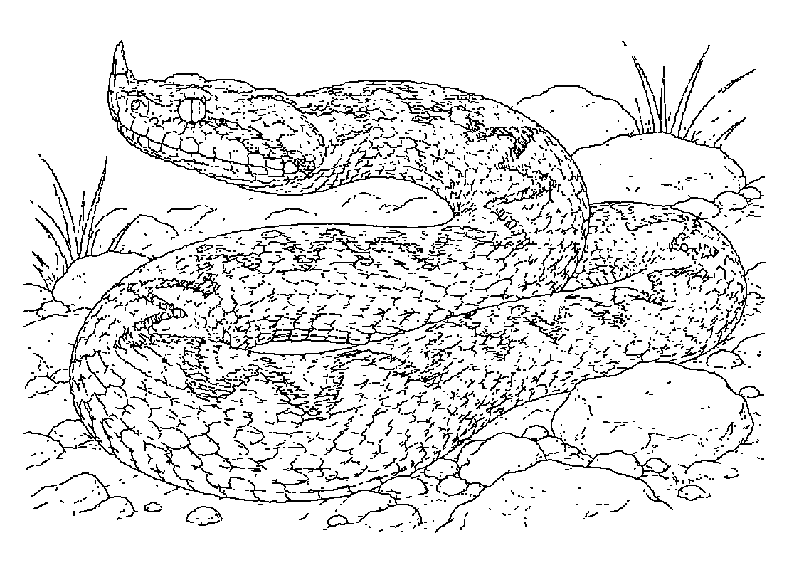 Modras