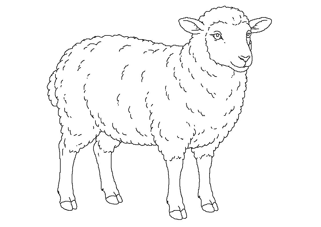 Ovca