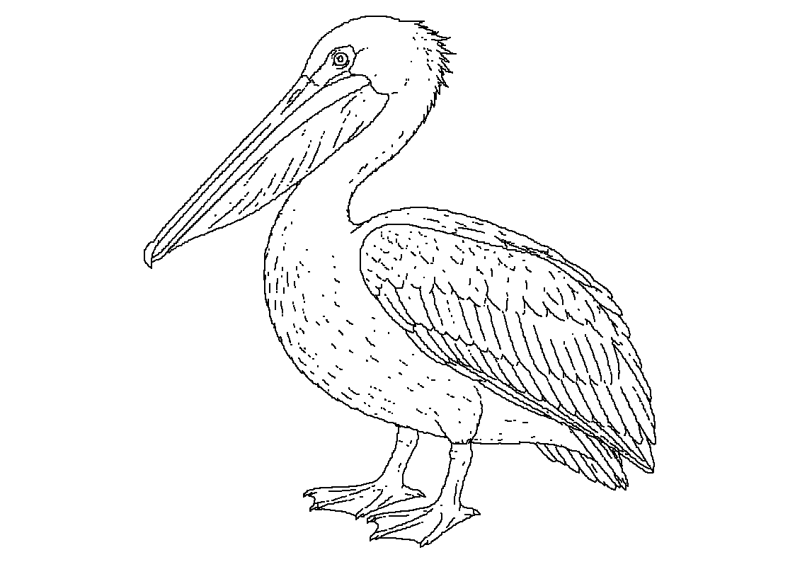 Pelikan