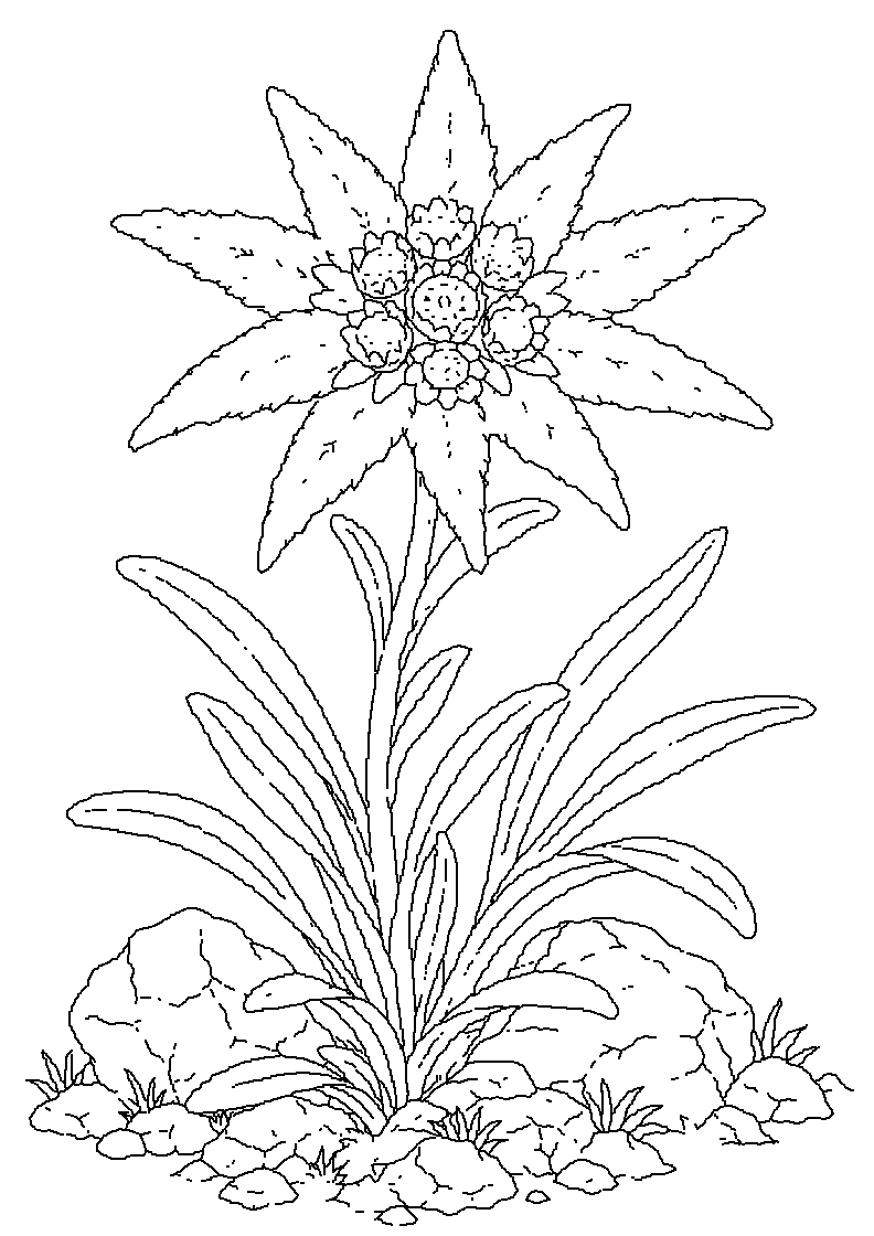 Planika