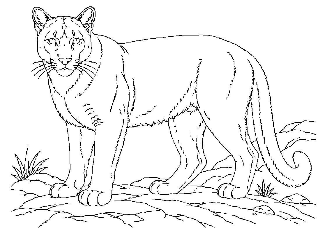 Puma