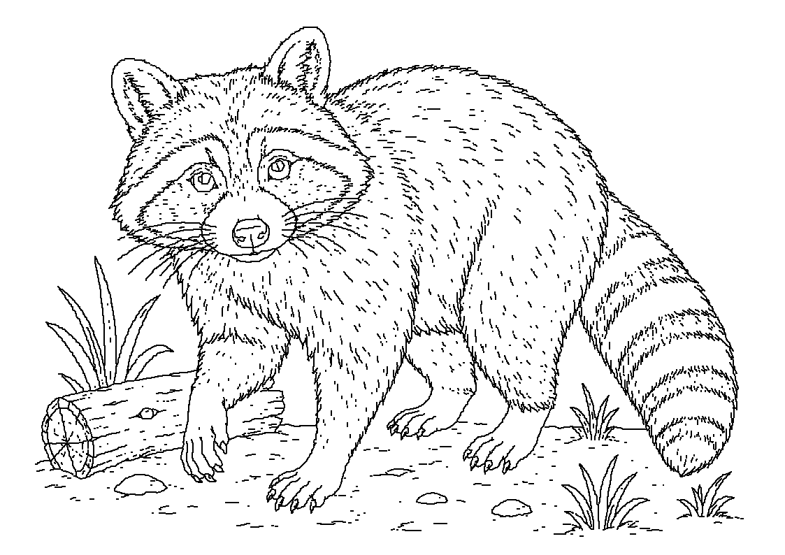 Rakun