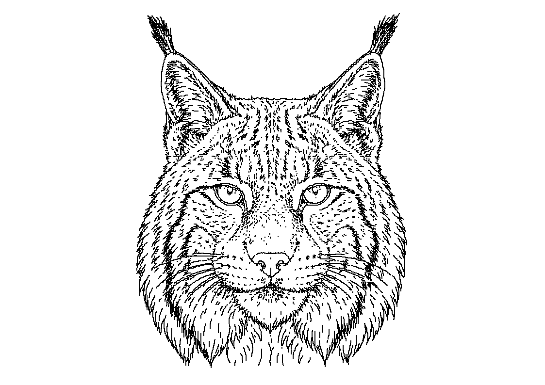 Ris