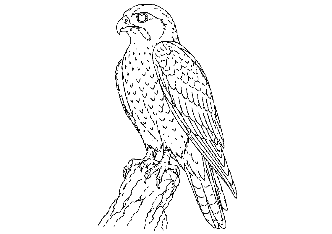 Sokol