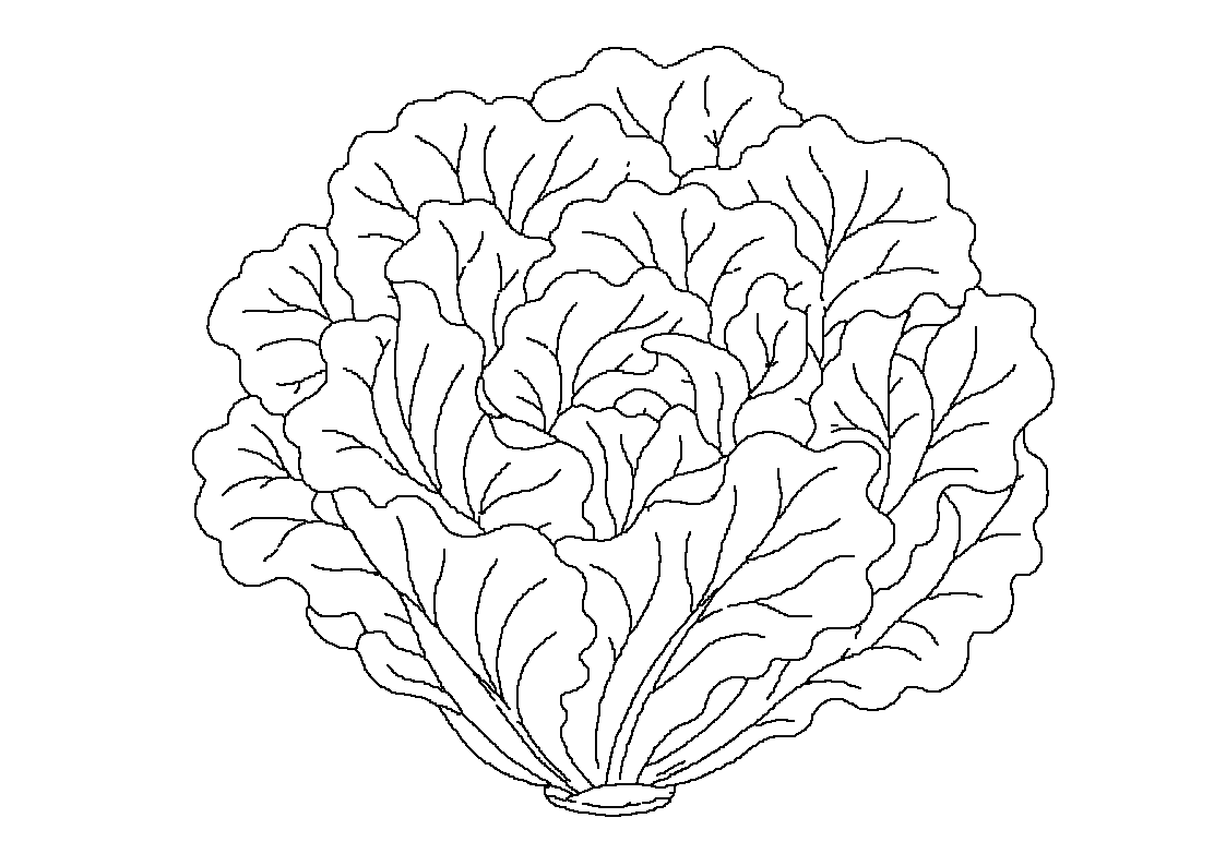 Solata