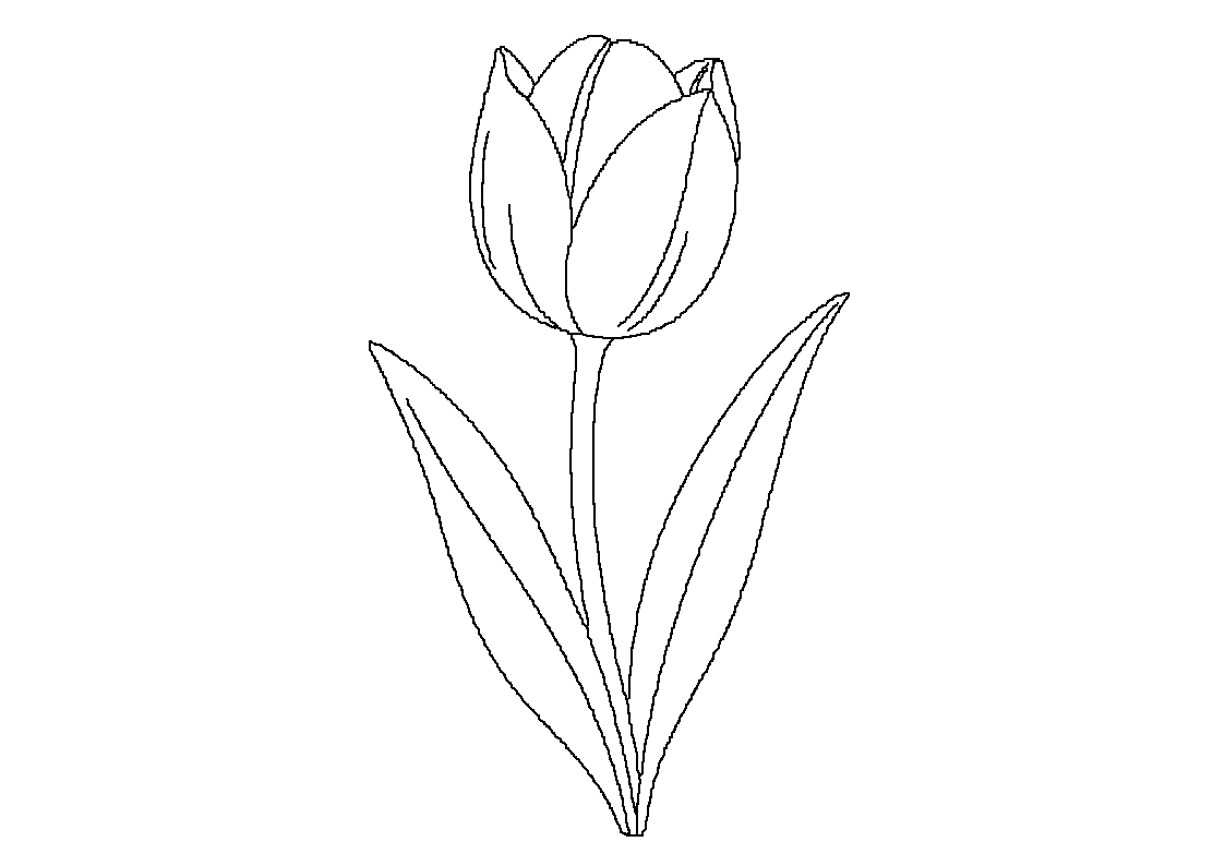 Tulipan