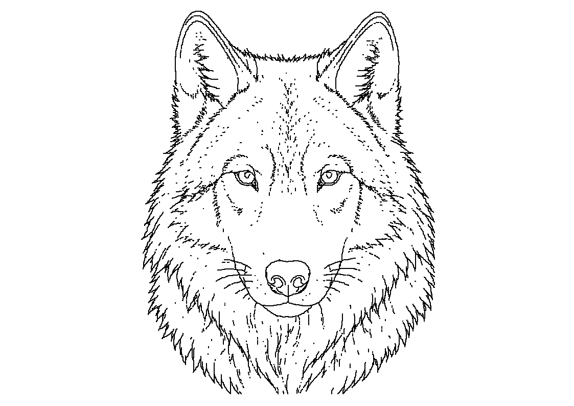 Volk