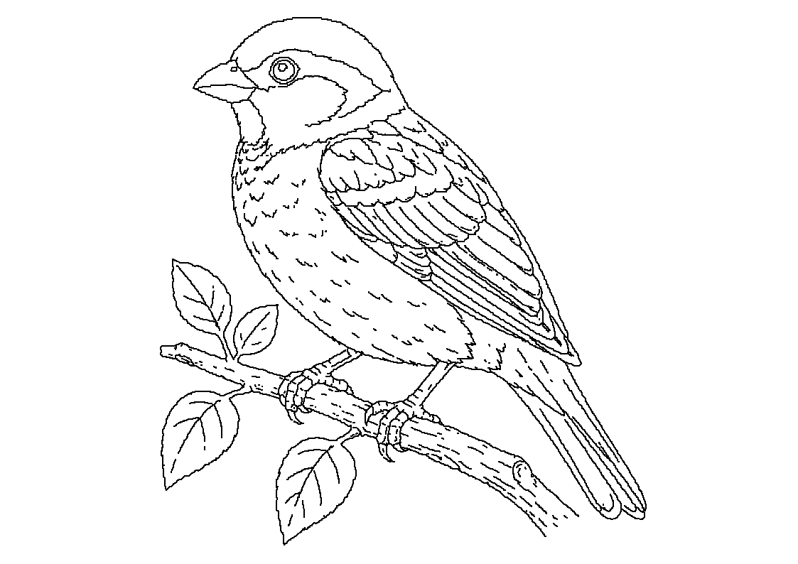 Vrabec