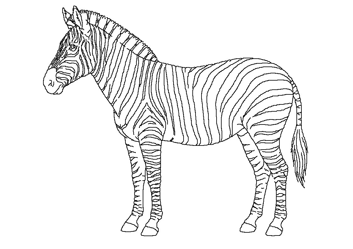 Zebra